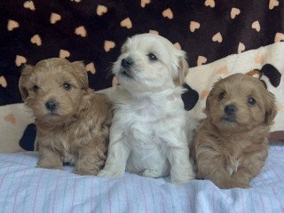 Havanese Puppies For Sale