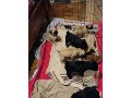 pug-puppies-for-sale-small-0