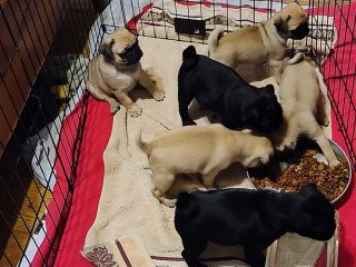 Pug Puppies For Sale