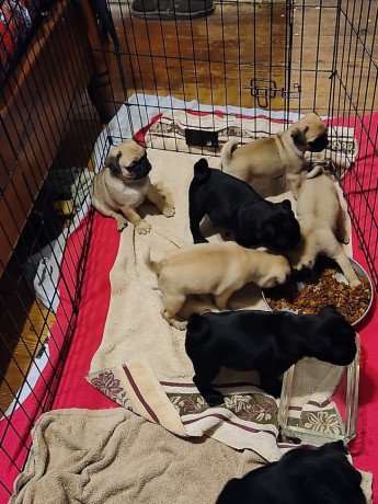 pug-puppies-for-sale-big-0