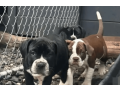 alapaha-blue-blood-bulldog-puppies-for-sale-small-0