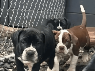 Alapaha Blue Blood Bulldog Puppies For Sale