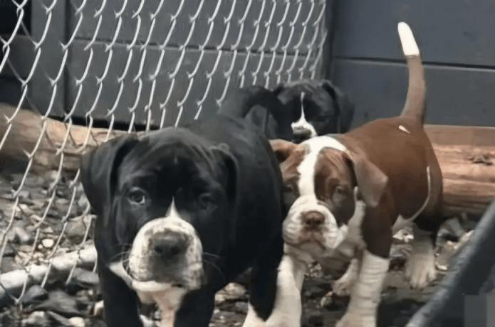 alapaha-blue-blood-bulldog-puppies-for-sale-big-0