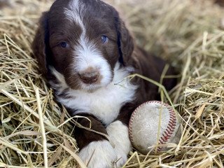 Aussie Doodles Puppies For Sale