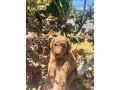 goldendoodle-puppies-for-sale-small-0