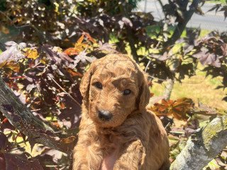 Goldendoodle Puppies For Sale