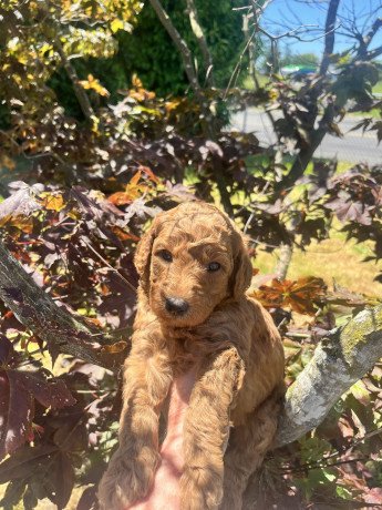 goldendoodle-puppies-for-sale-big-0