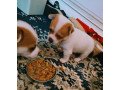 chihuahua-puppies-for-sale-small-0