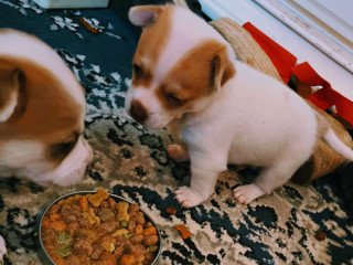 Chihuahua Puppies For Sale