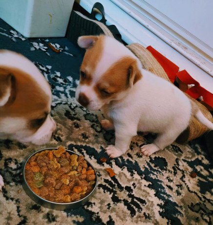 chihuahua-puppies-for-sale-big-0