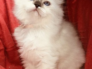 Himalayan Cats For Sale