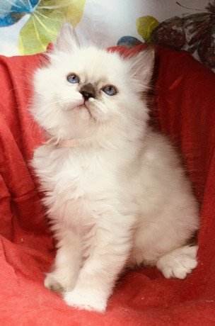 himalayan-cats-for-sale-big-0