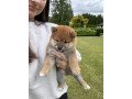 shiba-inu-puppies-for-sale-small-0