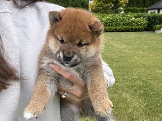 Shiba Inu Puppies For Sale