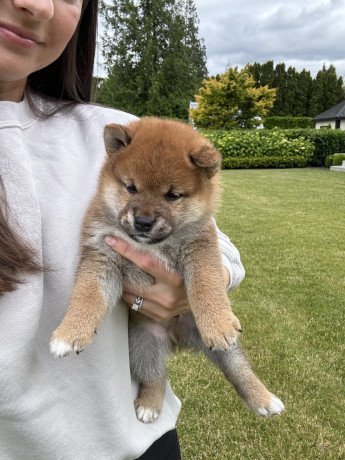 shiba-inu-puppies-for-sale-big-0