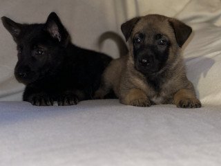 Belgian Shepherd Dog (Malinois) Puppies For Sale