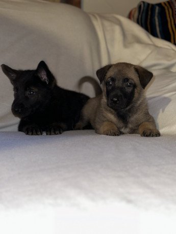 belgian-shepherd-dog-malinois-puppies-for-sale-big-0