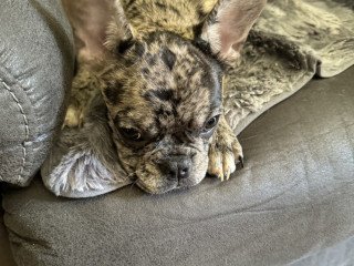 French Bulldog Puppies For Sale