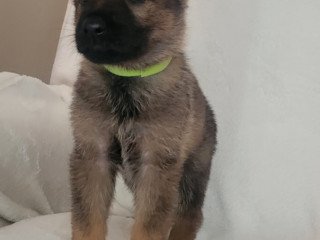 German Shepherd Puppies For Sale