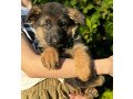 german-shepherd-puppies-for-sale-small-0