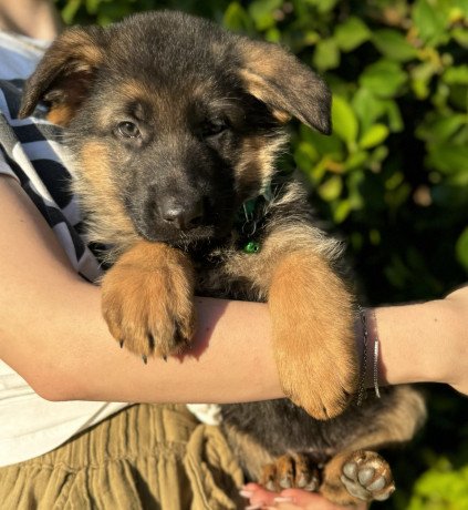 german-shepherd-puppies-for-sale-big-0