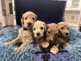 Goldendoodle Puppies For Sale