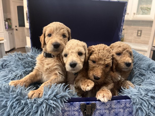 goldendoodle-puppies-for-sale-big-0