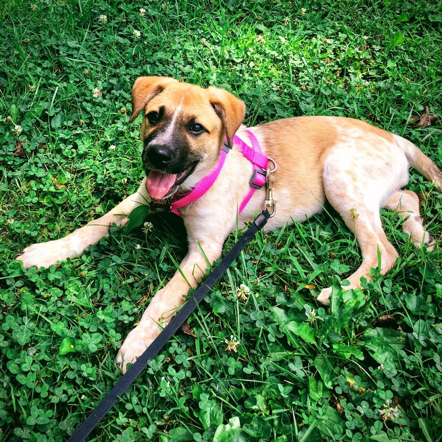 doggy-night-care-division-clinton