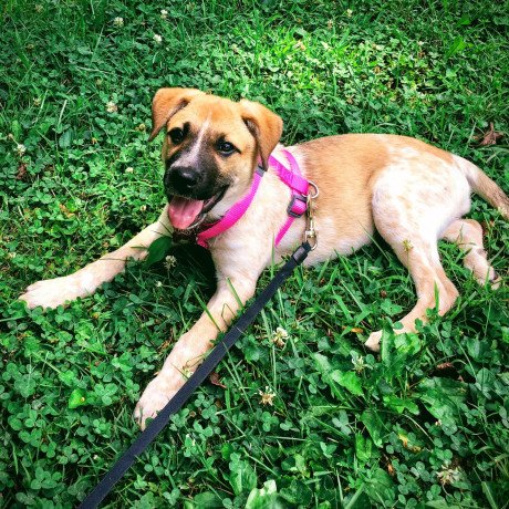 doggy-night-care-division-clinton-big-0