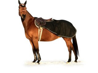 Shop Horse Show Cooler & Riding Clothes | Ride Every Stride