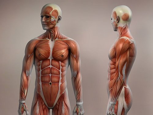 study-musculoskeletal-sonography-in-nyc-with-financial-aid-and-practical-learning