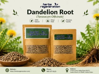 Dandelion Root Tea: Benefits, Uses & Wellness Guide