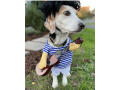 dog-daycare-mt-tabor-small-0
